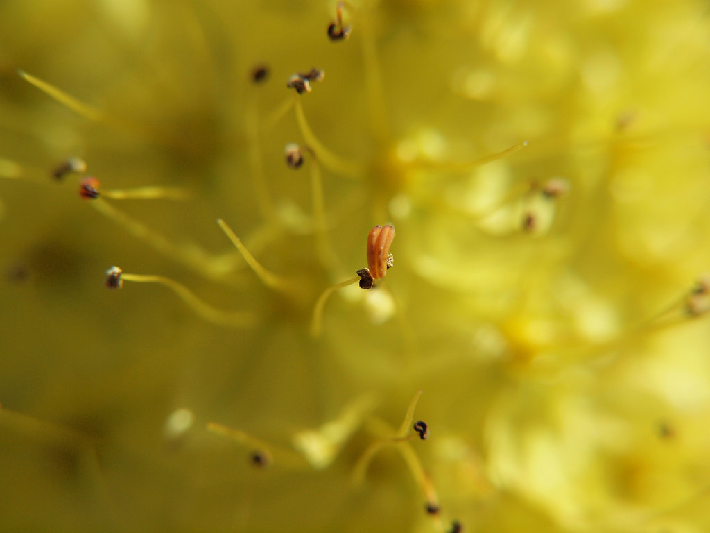 Stamens