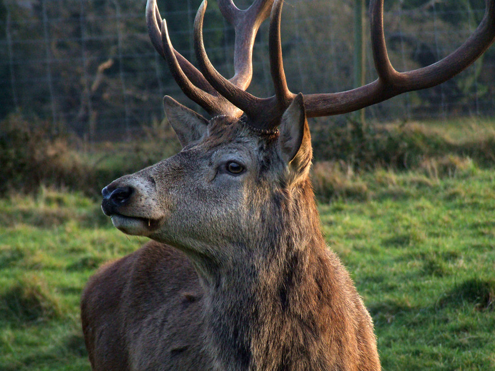 Stag at Sunset