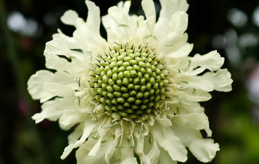 Flower detail